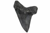 Fossil Broad-Toothed Mako Tooth - South Carolina #170420-1